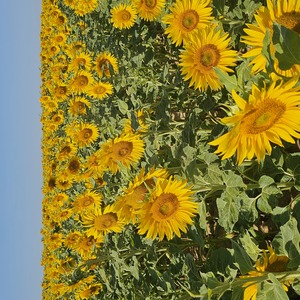 Makes me smile (not AI!)