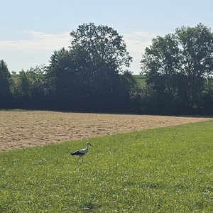 One of many (!!) storks