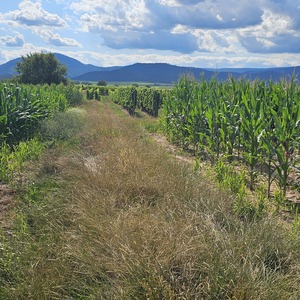 Just popped to the local shop. Google’s “Best route”.