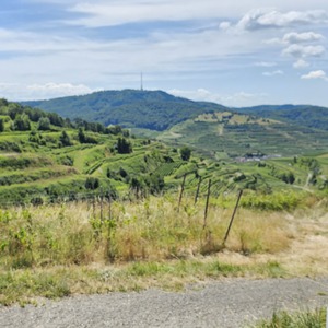 Climbing the Kaiserstuhl