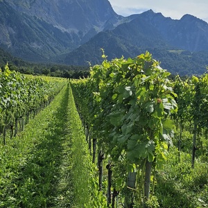 Not sure I ever drunk a Swiss wine, but looks good