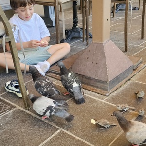 Pidgins at silly mid on, but the sparrows always get the catch