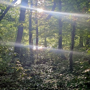 The early bird sees the sun