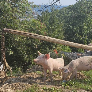Friendly roadside piglets