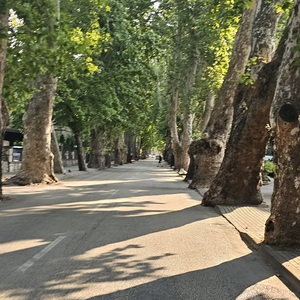 That’s what I call tree cover