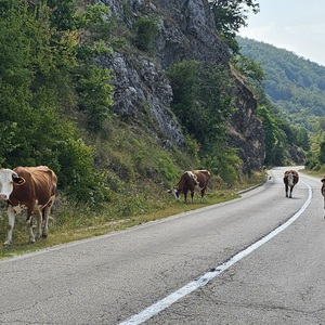 Peak traffic and ambitious overtaking manoeuvre