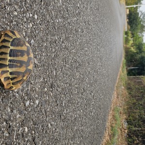 Tortoise (awaiting Headship)