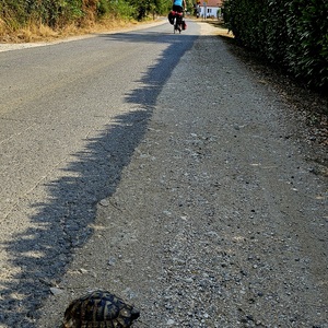 Tortoise on his way to headship