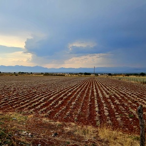 Smells like lavender and rain