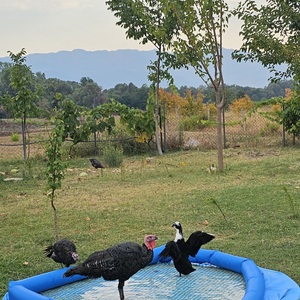 Our campsite cohabitants hog the pool