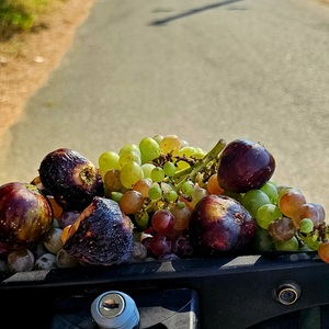 and the grapes and figs