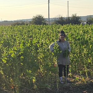Tobacco plucking - done properly